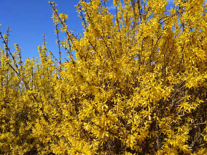 Forsythia × intermedia 'Spectabilis' (Chinees Klokje)