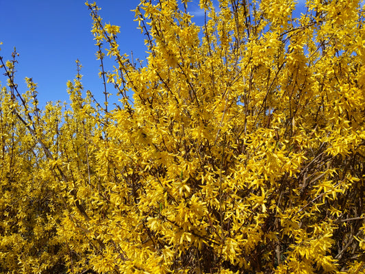 Forsythia × intermedia 'Spectabilis' (Chinees Klokje)