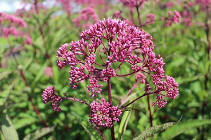 Eupatorium maculatum 'Atropurpureum' (Koninginnekruid / Leverkruid)