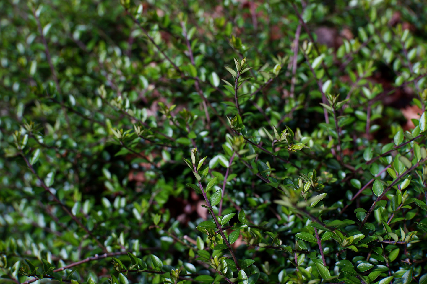 Lonicera nitida (Struikkamperfoelie)