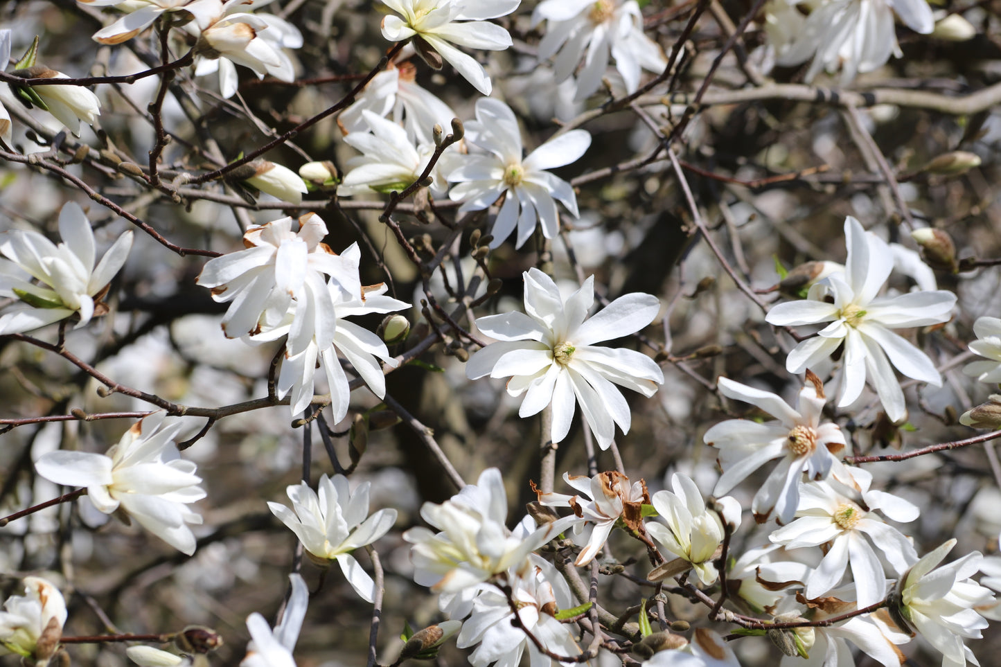 Magnolia stellata (Stermagnolia)