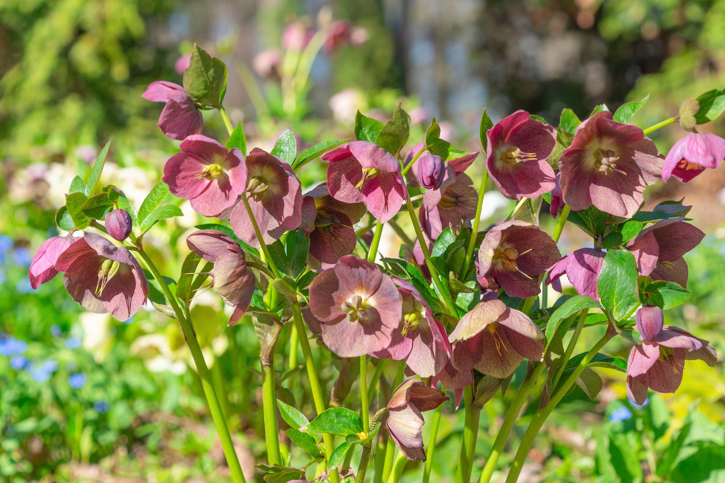 Helleborus orientalis (Lentenisroos)