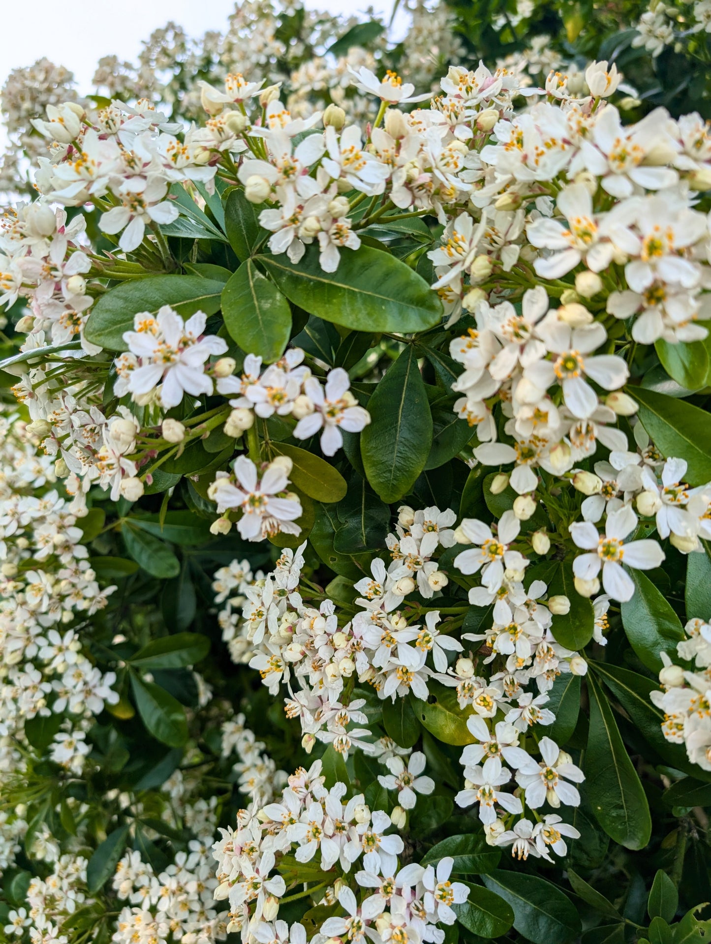 Choisya ternata (Mexicaanse Oranjebloesem)