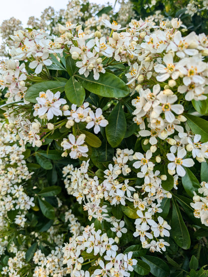 Choisya ternata (Mexicaanse Oranjebloesem)
