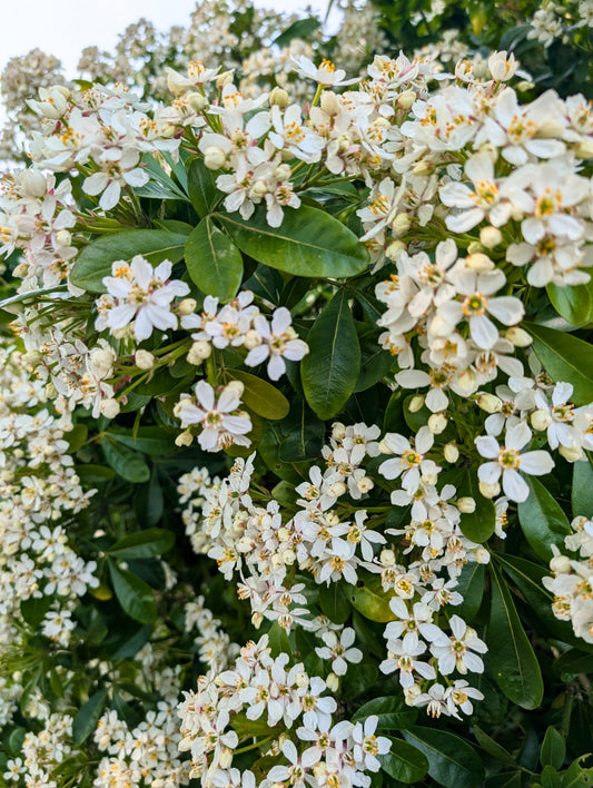 Choisya ternata (Mexicaanse Oranjebloesem)