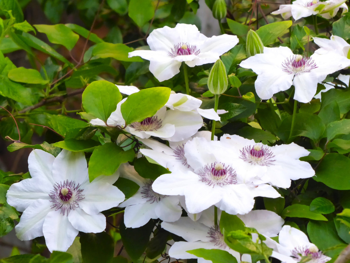 Clematis 'Miss Bateman' (Bosrank)
