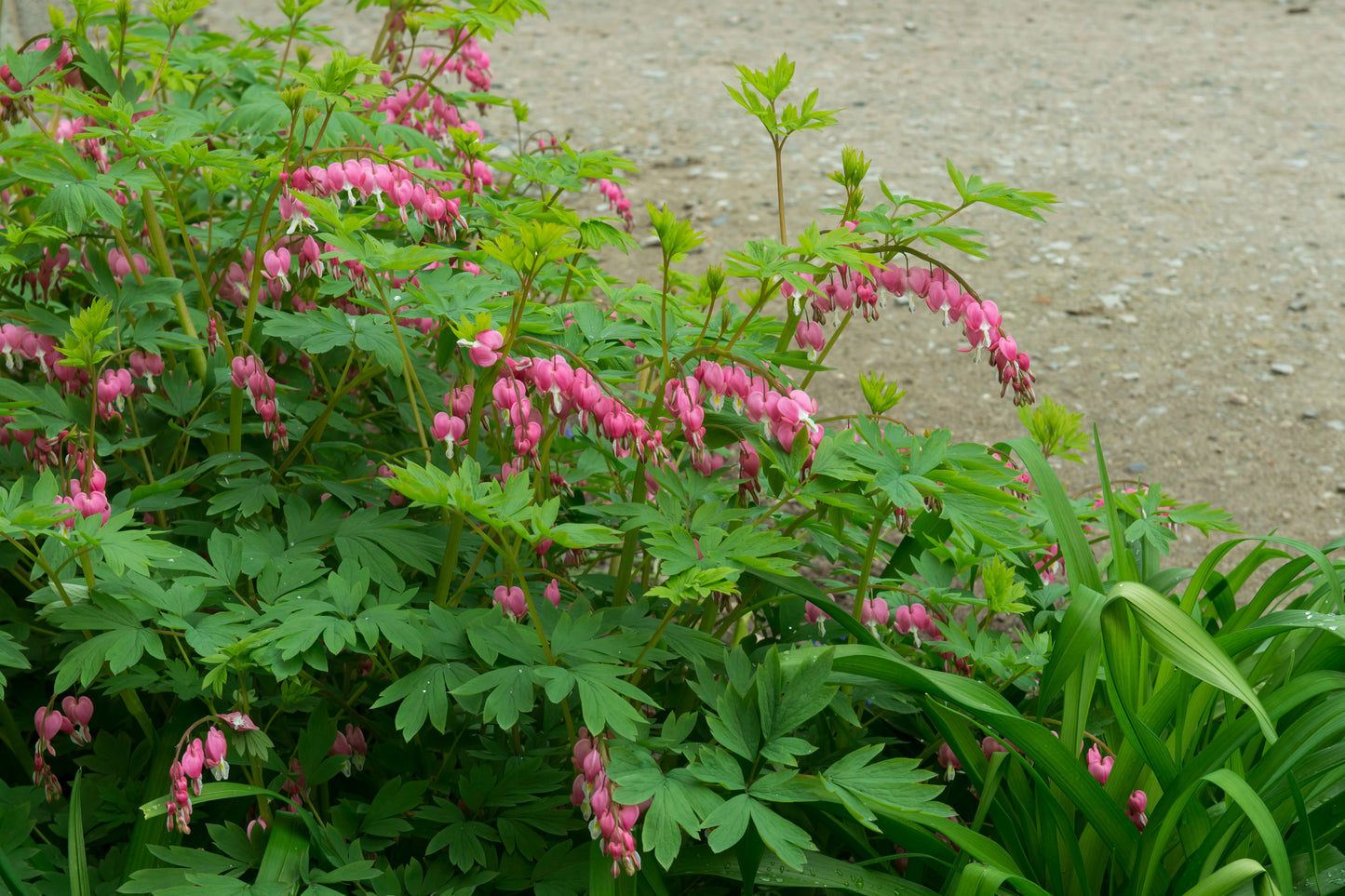 Dicentra spectabilis (Gebroken hartje)