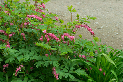 Dicentra spectabilis (Gebroken hartje)