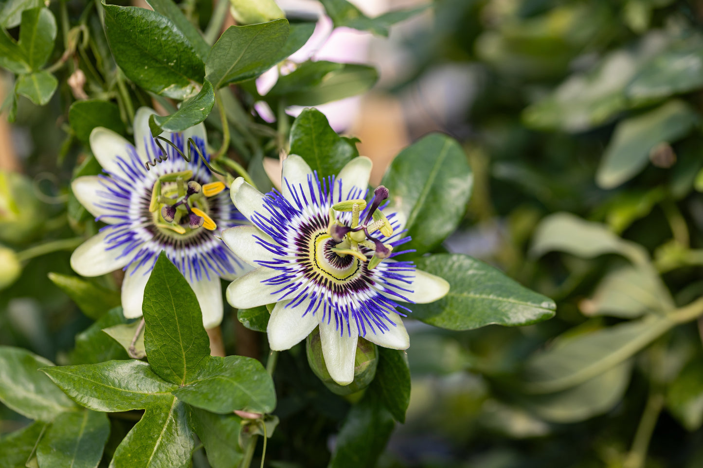 Passiflora caerulea (Blauwe Passiebloem)