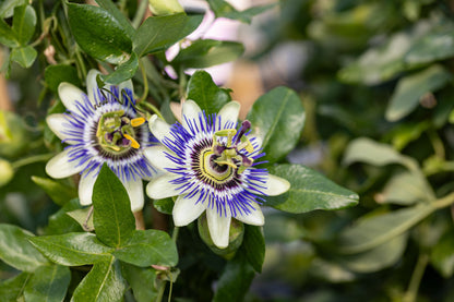 Passiflora caerulea (Blauwe Passiebloem)