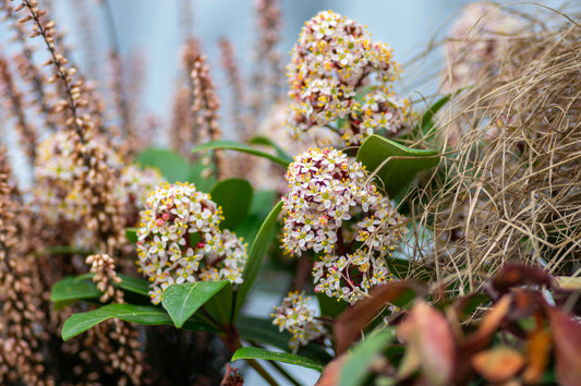 Skimmia japonica 'Rubella'
