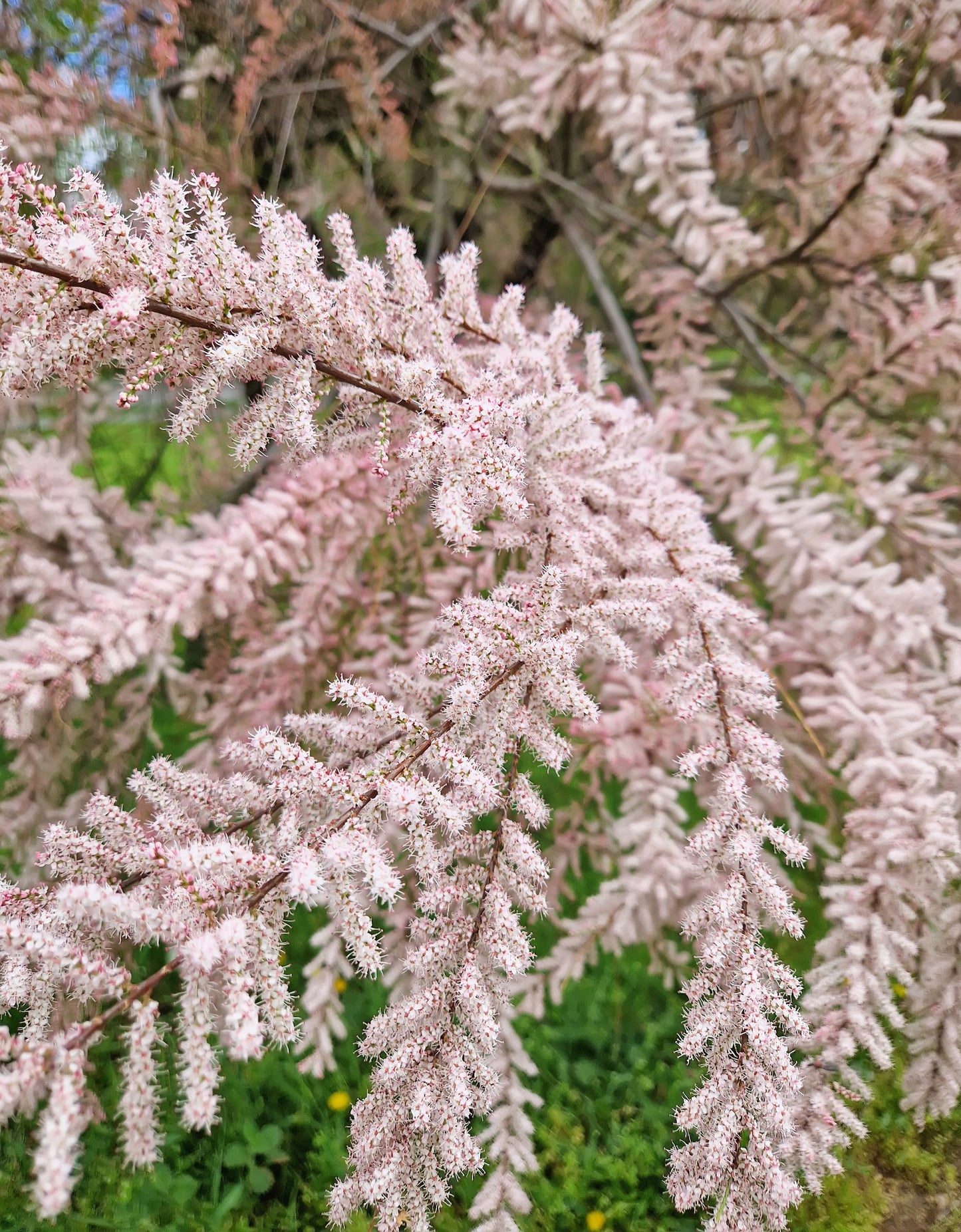Tamarix tetrandra (Franse Tamarisk)