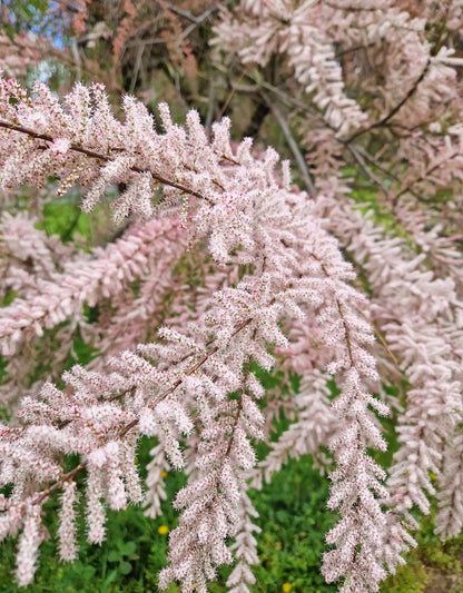 Tamarix tetrandra (Franse Tamarisk)