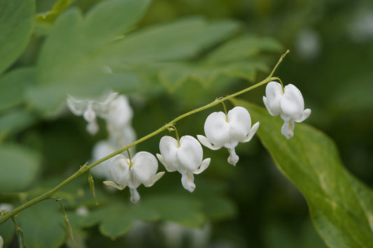 Dicentra spectabilis 'Alba' (Wit gebroken hartje)