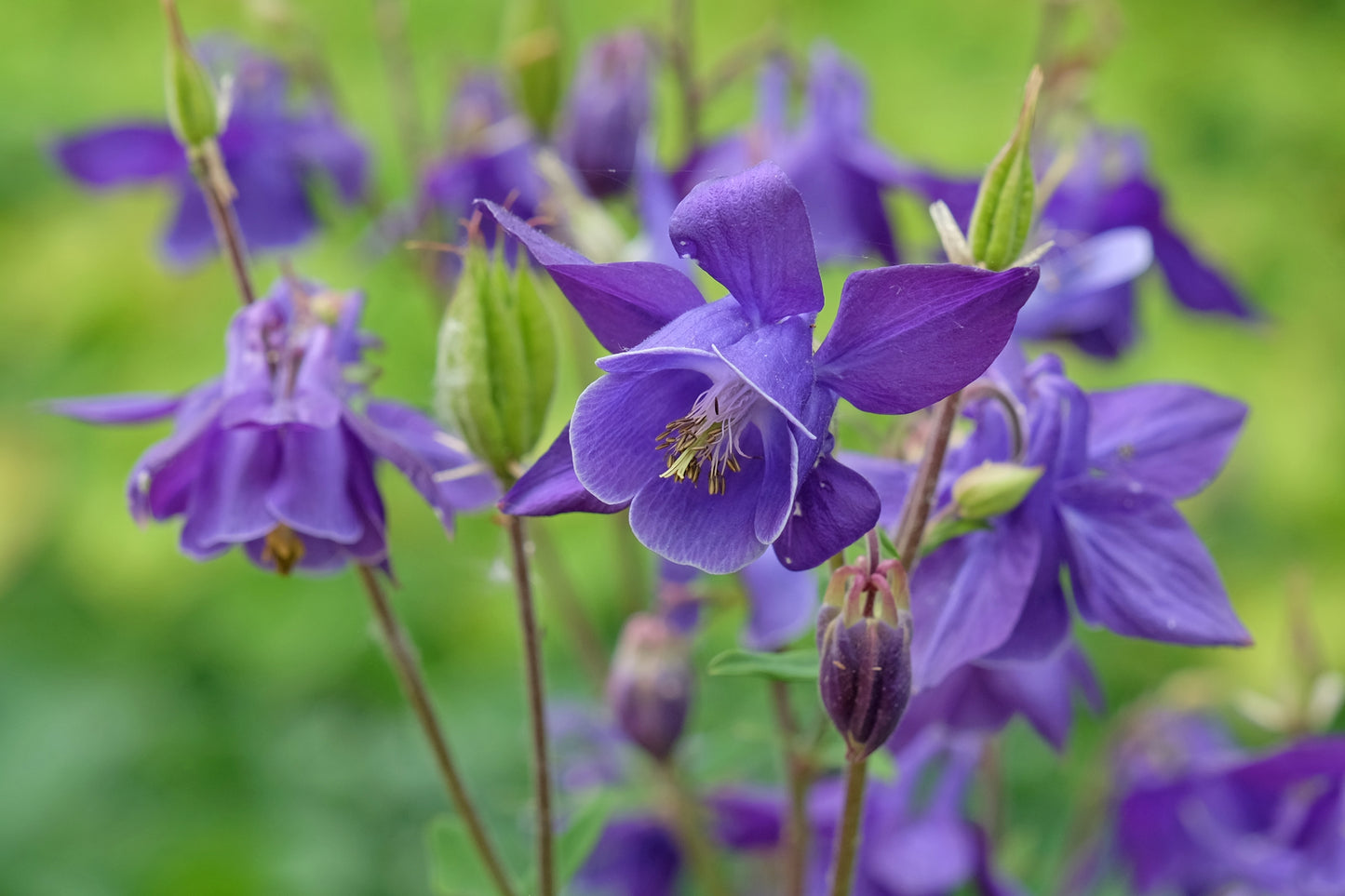 Aquilegia alpina (Alpenakelei)