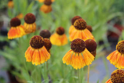Helenium 'Mardi Gras' (Zonnekruid)