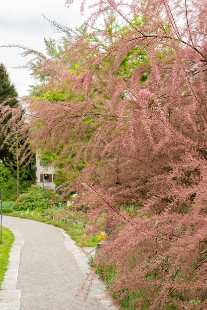 Tamarix tetrandra (Franse Tamarisk)