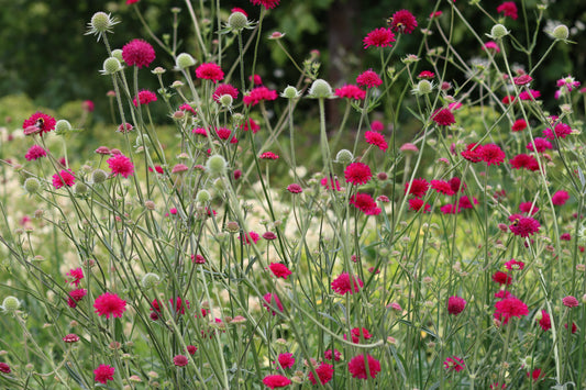 Knautia macedonica (Beemdkroon)
