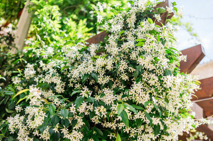 Trachelospermum jasminoides (Sterjasmijn)