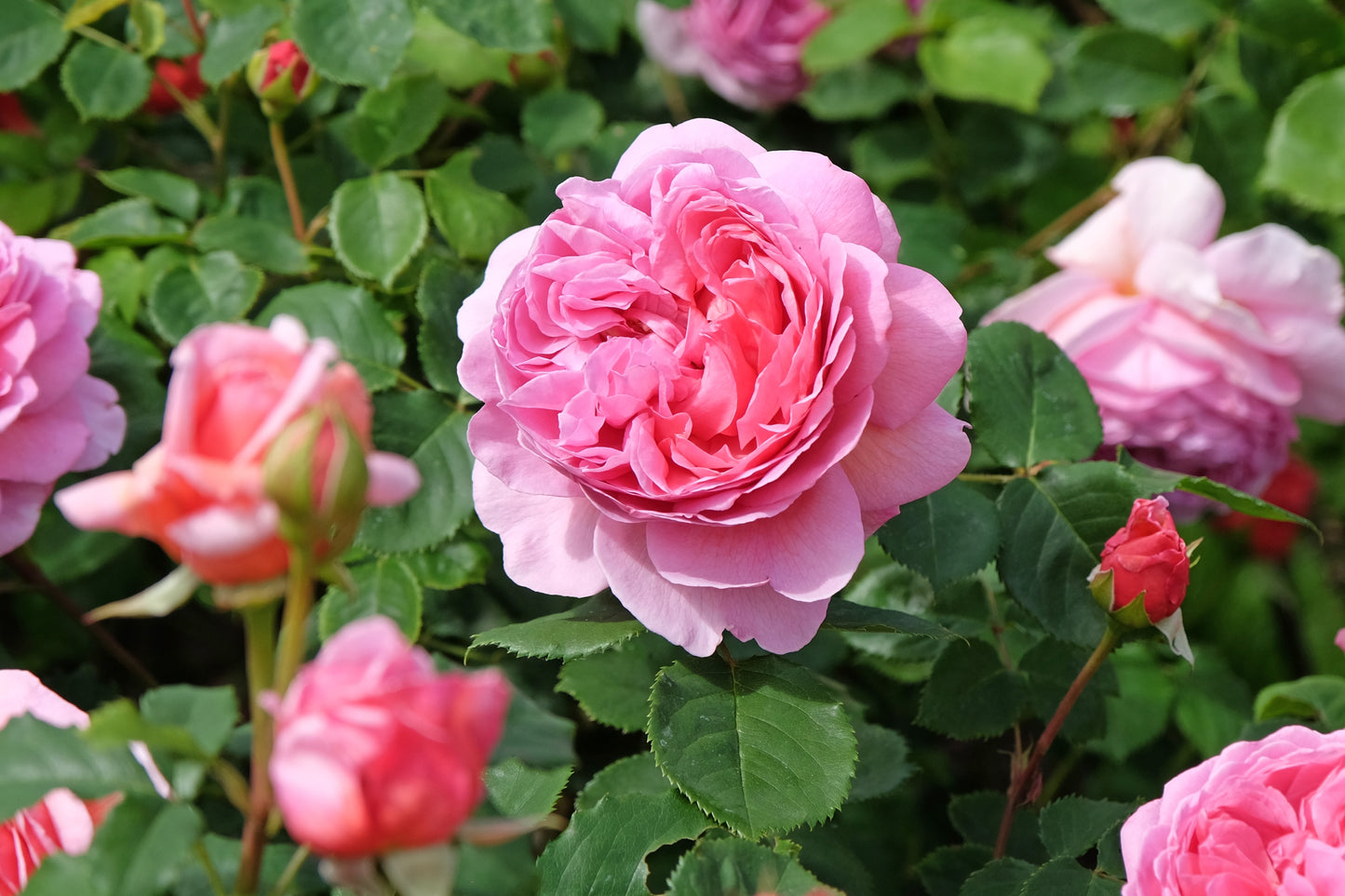 Rosa 'Princess Alexandra of Kent' (Engelse Struikroos)