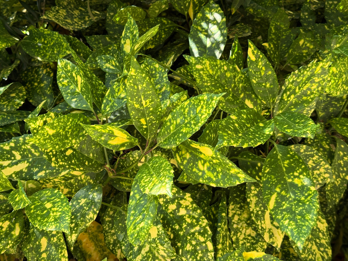 Aucuba japonica