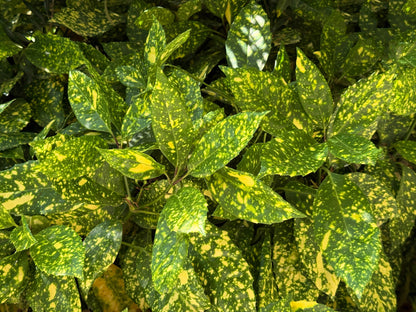 Aucuba japonica
