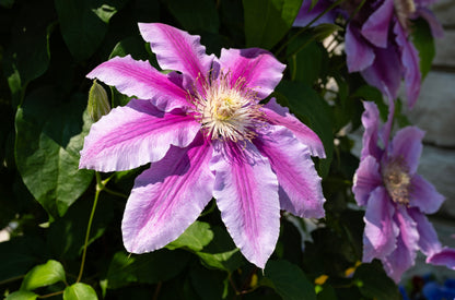 Clematis 'Nelly Moser' (Bosrank)