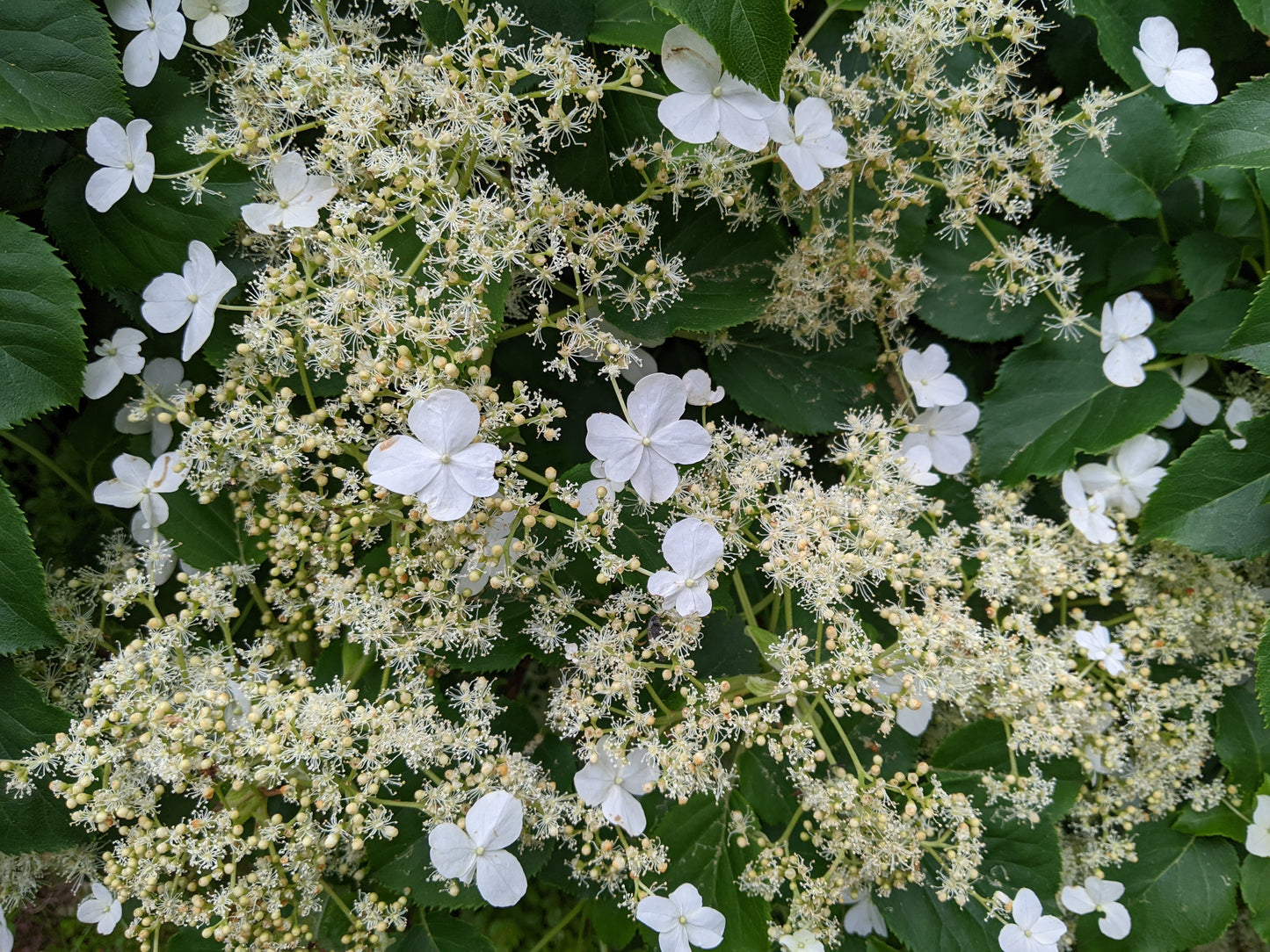 Hydrangea anomala petiolaris (klimhortensia)