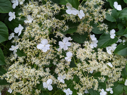 Hydrangea anomala petiolaris (klimhortensia)
