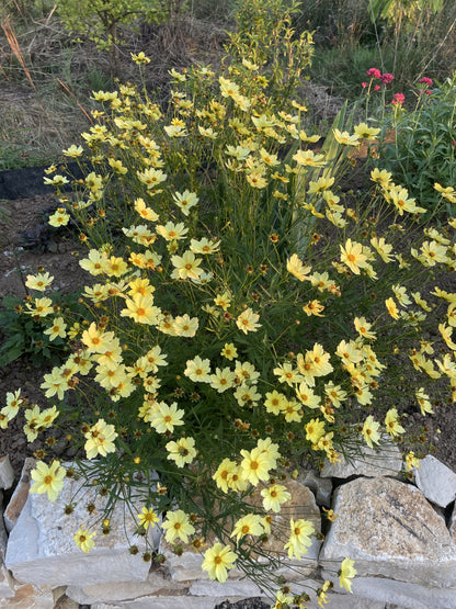 Coreopsis 'Full Moon' (Meisjesogen)