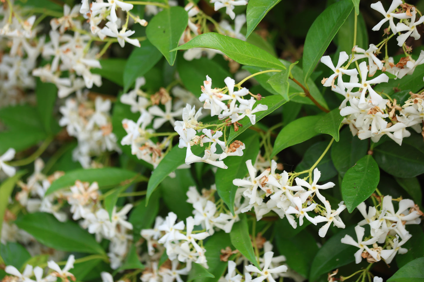Trachelospermum jasminoides (Sterjasmijn)