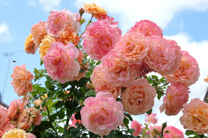 Rosa 'Peach Melba' (Klimroos)