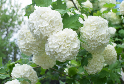 Viburnum opulus 'Roseum' (Gelderse Roos / Sneeuwbal)