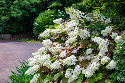 Hydrangea quercifolia (Eikenbladhortensia)