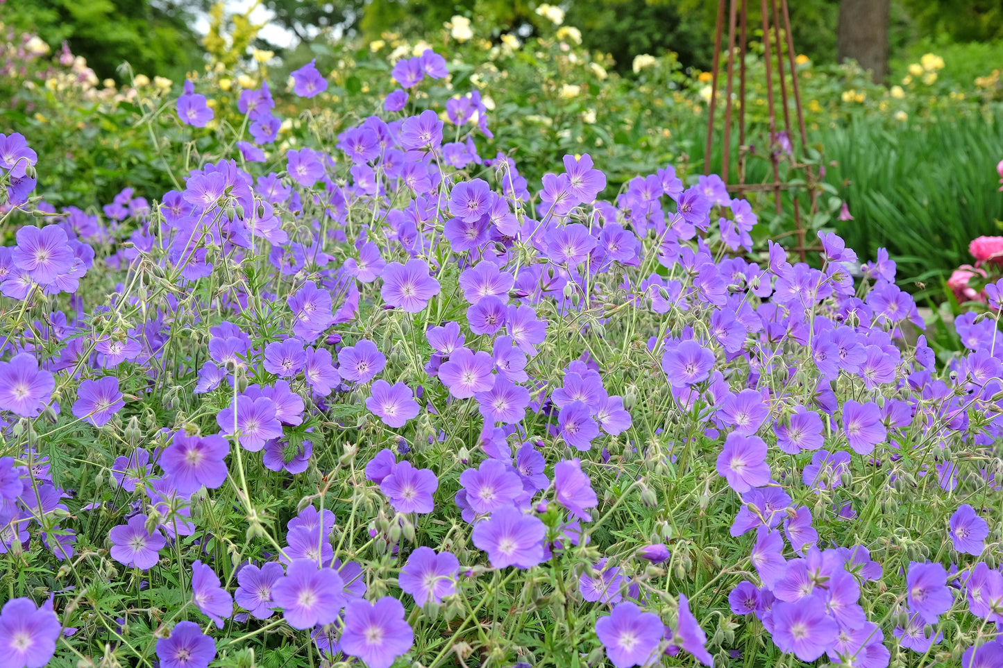 Geranium 'Orion' (Ooievaarsbek)
