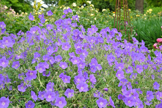 Geranium 'Orion' (Ooievaarsbek)