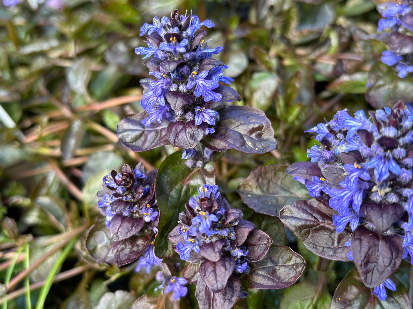 Ajuga reptans 'Atropurpurea' (Kruipend zenegroen)