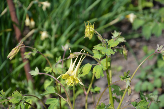 Aquilegia chrysantha 'Yellow Queen' (Gele Akelei)
