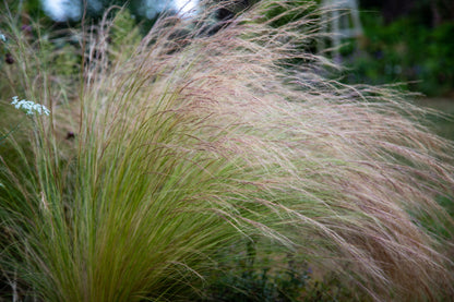 Stipa tenuissima (Vedergras)