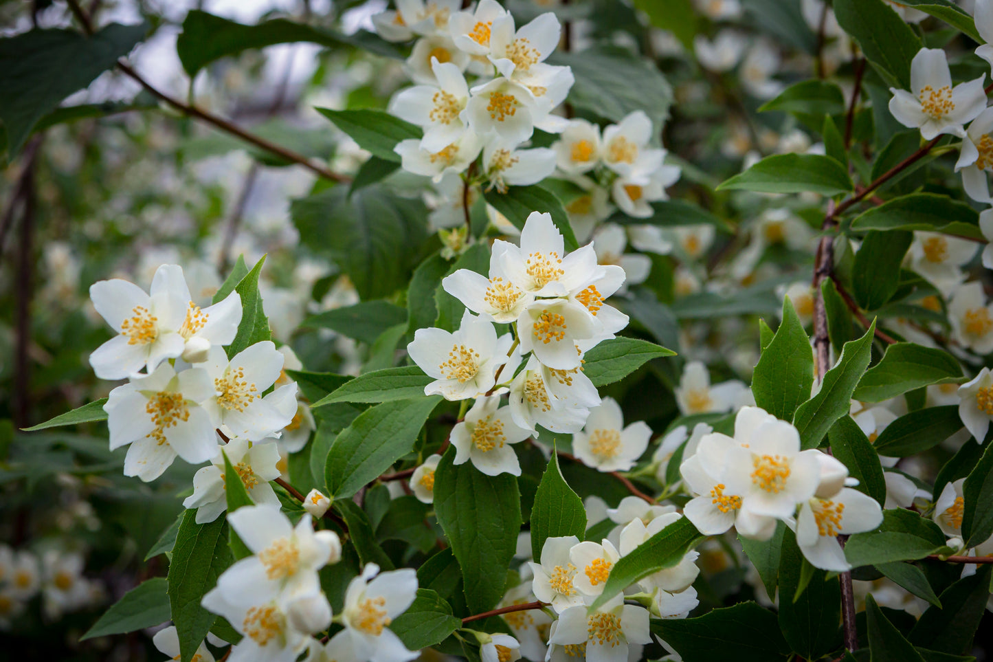 Philadelphus coronarius (Boerensering)
