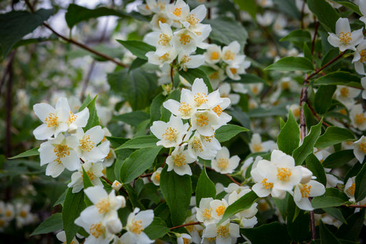 Philadelphus coronarius (Boerensering)