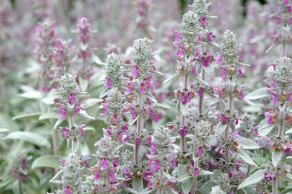 Stachys byzantina (Ezelsoren)