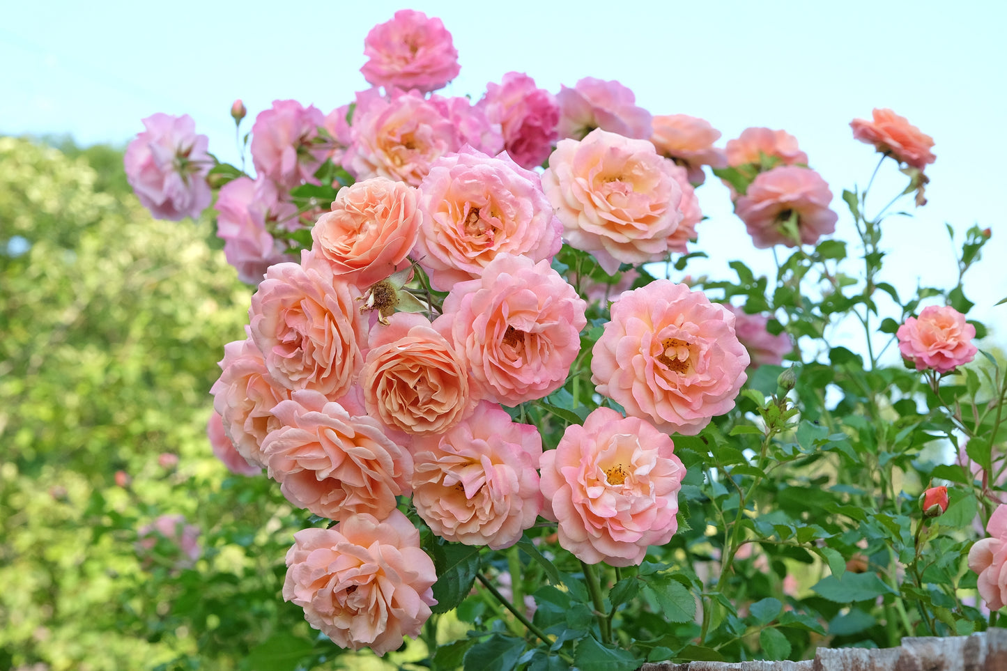 Rosa 'Peach Melba' (Klimroos)