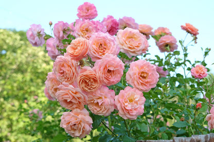 Rosa 'Peach Melba' (Klimroos)