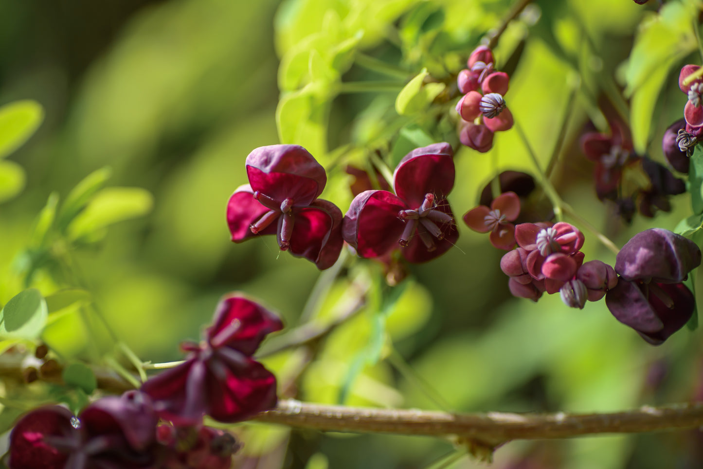 Akebia quinata (Schijnaugurk / Klimbeschuit)