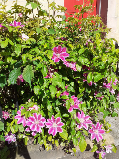 Clematis 'Dr. Ruppel' (Bosrank)