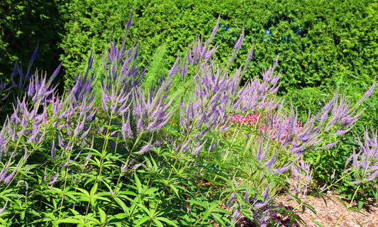 Veronicastrum virginicum 'Fascination' (Ereprijs)