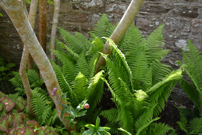 Matteuccia struthiopteris (Struisvaren)