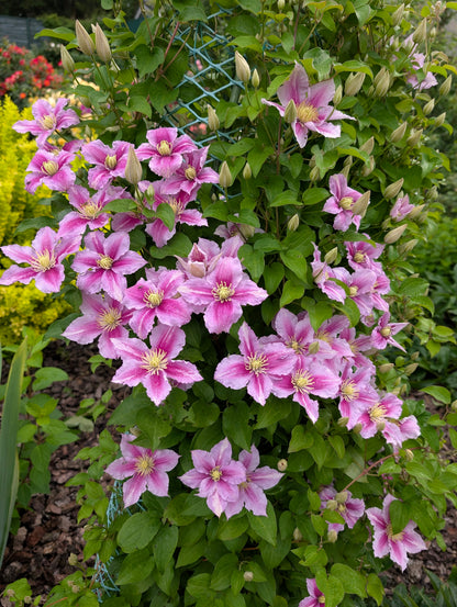 Clematis 'Piilu' (Bosrank)