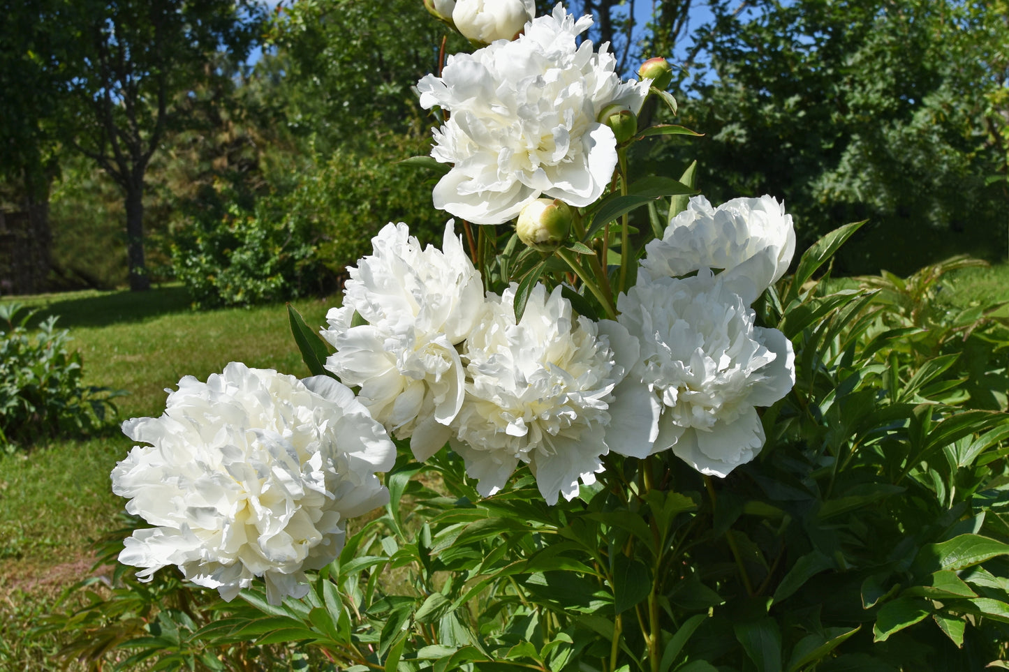 Paeonia 'Duchesse de Nemours' (Pioenroos)